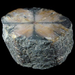 Polished Chiastolite Slice