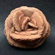 Barite Desert Rose