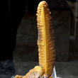 Elongated Stalagmitic Goethite Formation